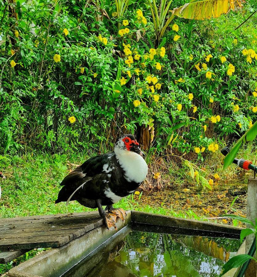 Pousada Areias Do Embau Guarda do Embaú Exteriér fotografie